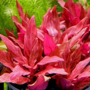 Alternanthera Reineckii Rosanervig (1 Stem)
