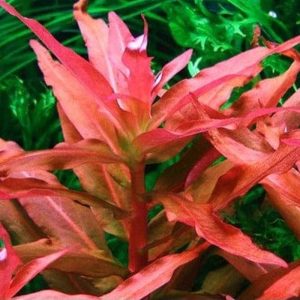 Ammania Gracilis (Rose Leaf)