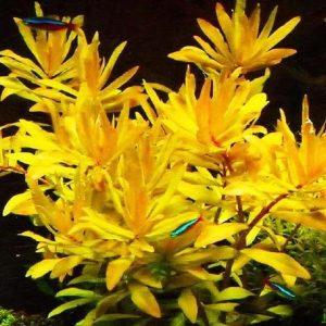 Ammania Pedicellata (Golden Leaf)