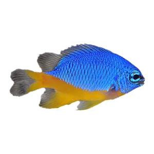 Azure Damselfish (Chrysiptera hemicyanea) - Available 4 June