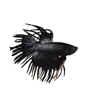 Betta Crowntail Black Orchid
