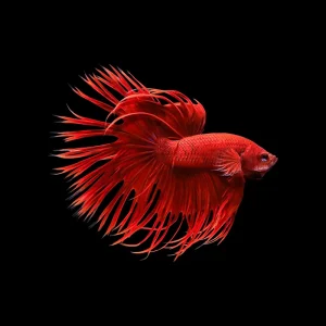 Betta Crowntail Red