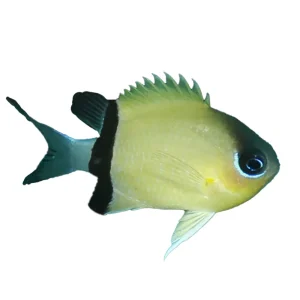Black Bar Chromis (Chromis Retrofasciata) - Avaialble 4 June