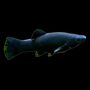 Molly Black (Poecilia Sphenops)