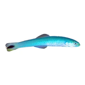 Dartfish Gudgeon Blue (Ptereleotris Heteroptera)