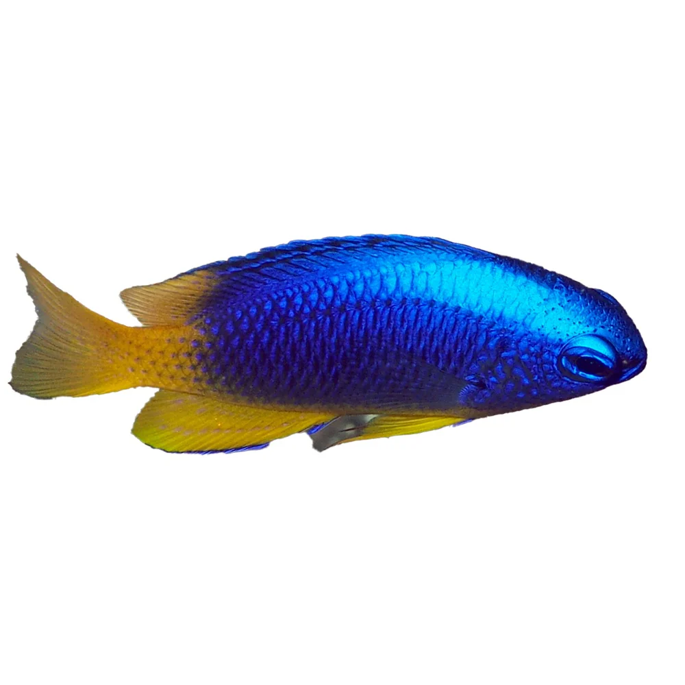 Blue and Gold Damselfish (Pomacentrus coelestis) - Avaialble 4 June - Bild 2