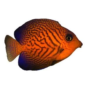 Chevron Tang (Ctenochaetus Hawaiiensis)
