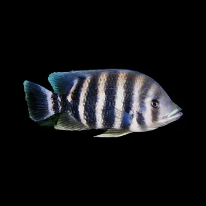 Butterkoferi Cichlid (Heterotilapia buttikoferi)