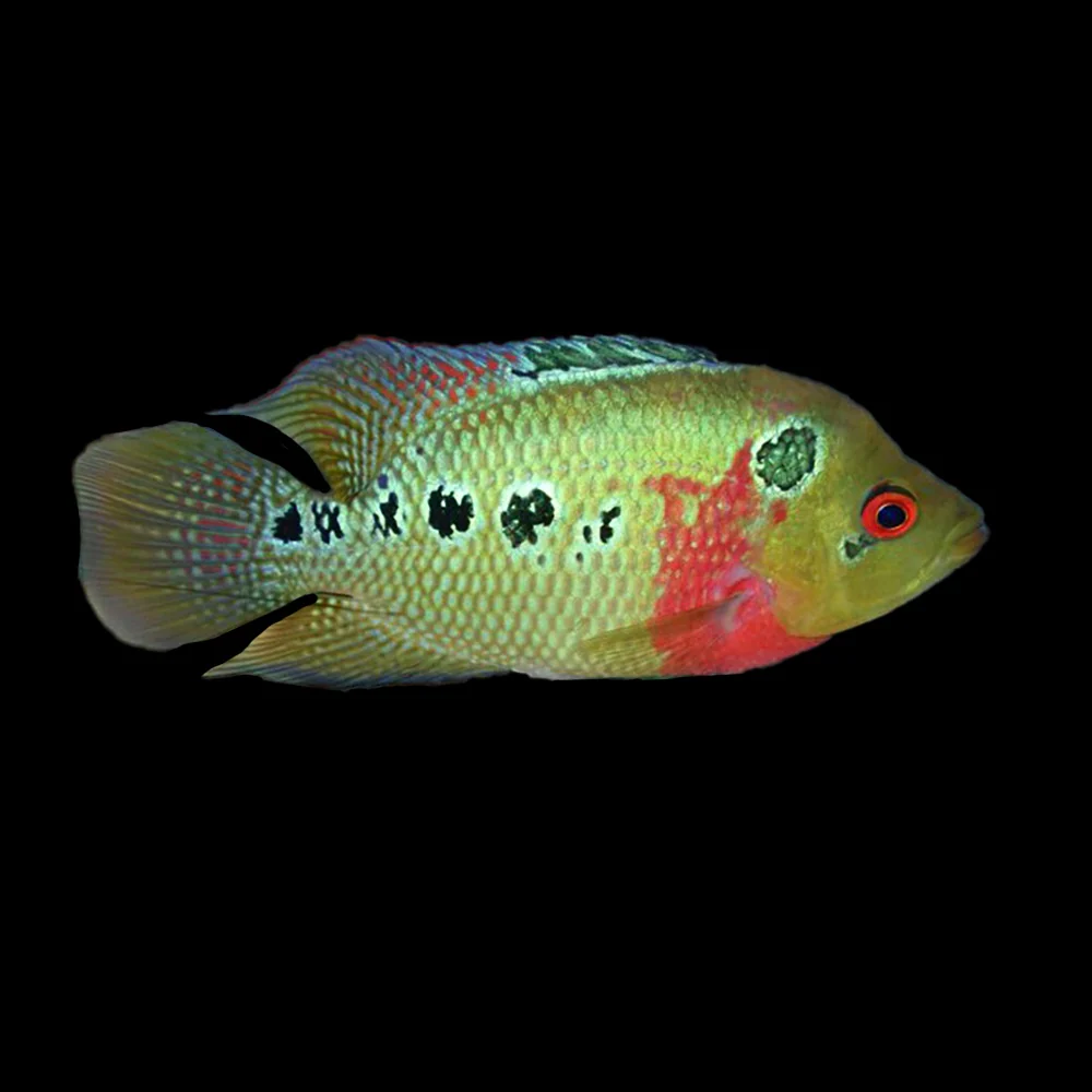 Three Spot Cichlid (Amphilophus Trimaculatum)