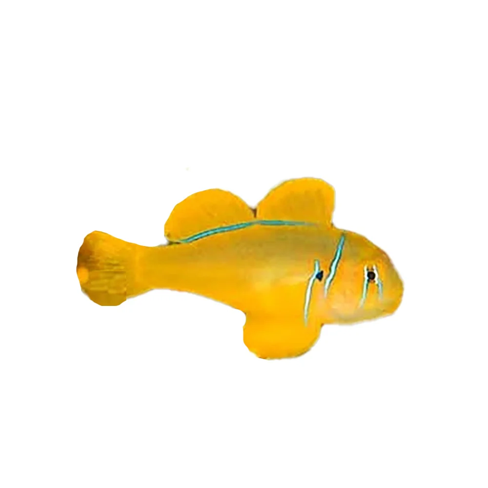 Citron Goby (Gobiodon Citrinus) - Bild 2