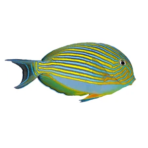 Clown Tang (Acanthurus Lineatus)
