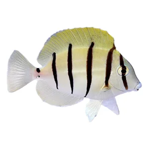 Convict Tang (Acanthurus Triostegus)