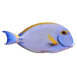 Dussumieri Tang (Acanthurus Dussumieri)