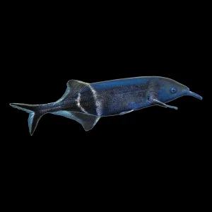 Elephant Nose Fish (Gnathonemus Petersii)