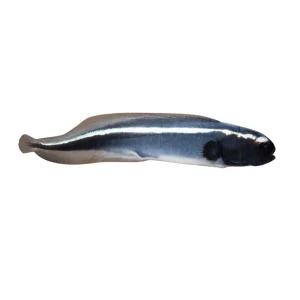 Engineer Goby (Pholidichthys Leucotaenia)