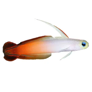 Firefish Goby (Nemateleotris Magnifica) - Available 4 June