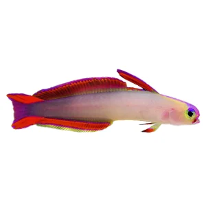 Firefish Decora Goby (Nemateleotris Decora) - Available 4 June