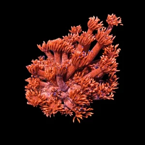 Goniopora Red