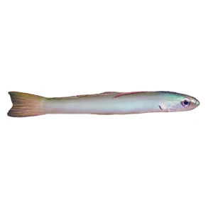 Pearl Dartfish (Ptereleotris Microlepis)