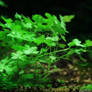 Hydrocotyle Tripartita 'Japan' Nano