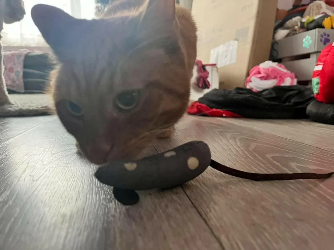 Cat Nip Mouse - Bild 8