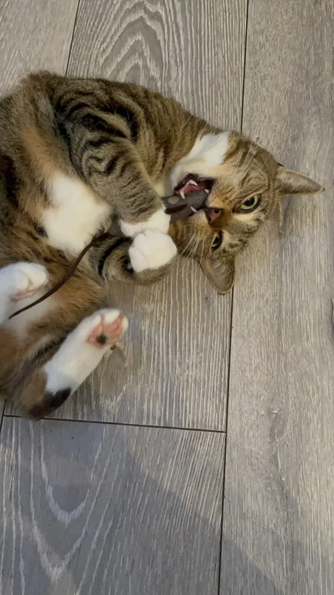 Cat Nip Mouse - Bild 9