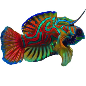 Mandarin Green (Synchiropus Splendidus) - Available 4 June