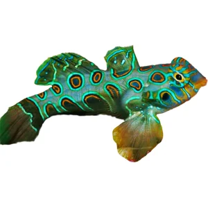 Mandarin Spotted (Synchiropus Picturatus) - Available 4 June