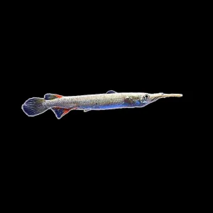 Halfbeak Platinum (Dermogenys Pusilla)