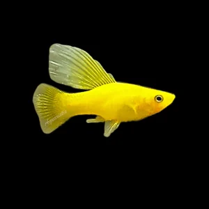 Platy Yellow Banan Hifin (Xiphophorus Maculatus)