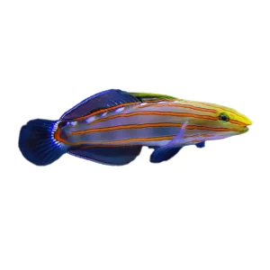 Rainfords Goby / Old Glory (Koumansetta Rainfordi)