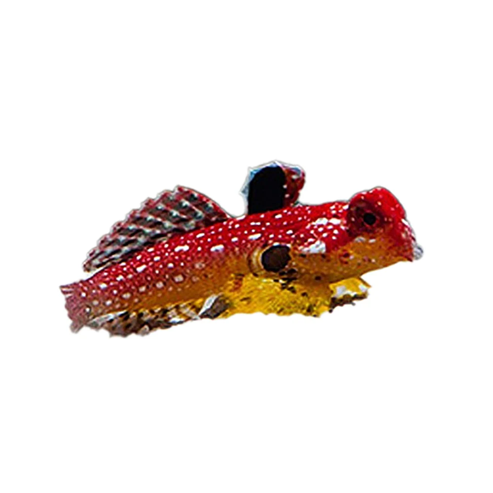 Ruby Red Dragonet Female (Synchiropus Sycorax) - Bild 2