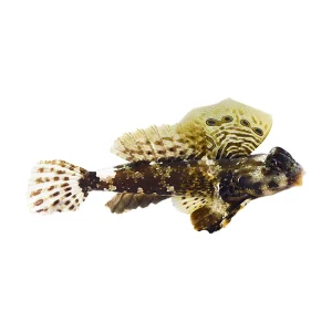 Ocellated Dragonet (Neosynchiropus Ocellatus) - Available 4 June