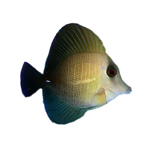 Midnight Sailfin Tang (Zebrasoma Scopas) - Avaiable 4 June