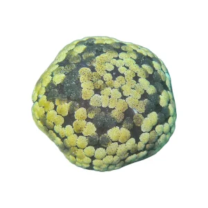 Starfish Cushion (Culcita Novaguineae)