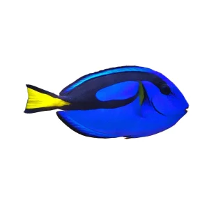 Tang Blue (Paracanthurus Hepatus)