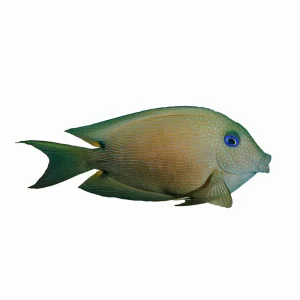Tang Bristletooth Twospot (Ctenochaetus Binotatus)