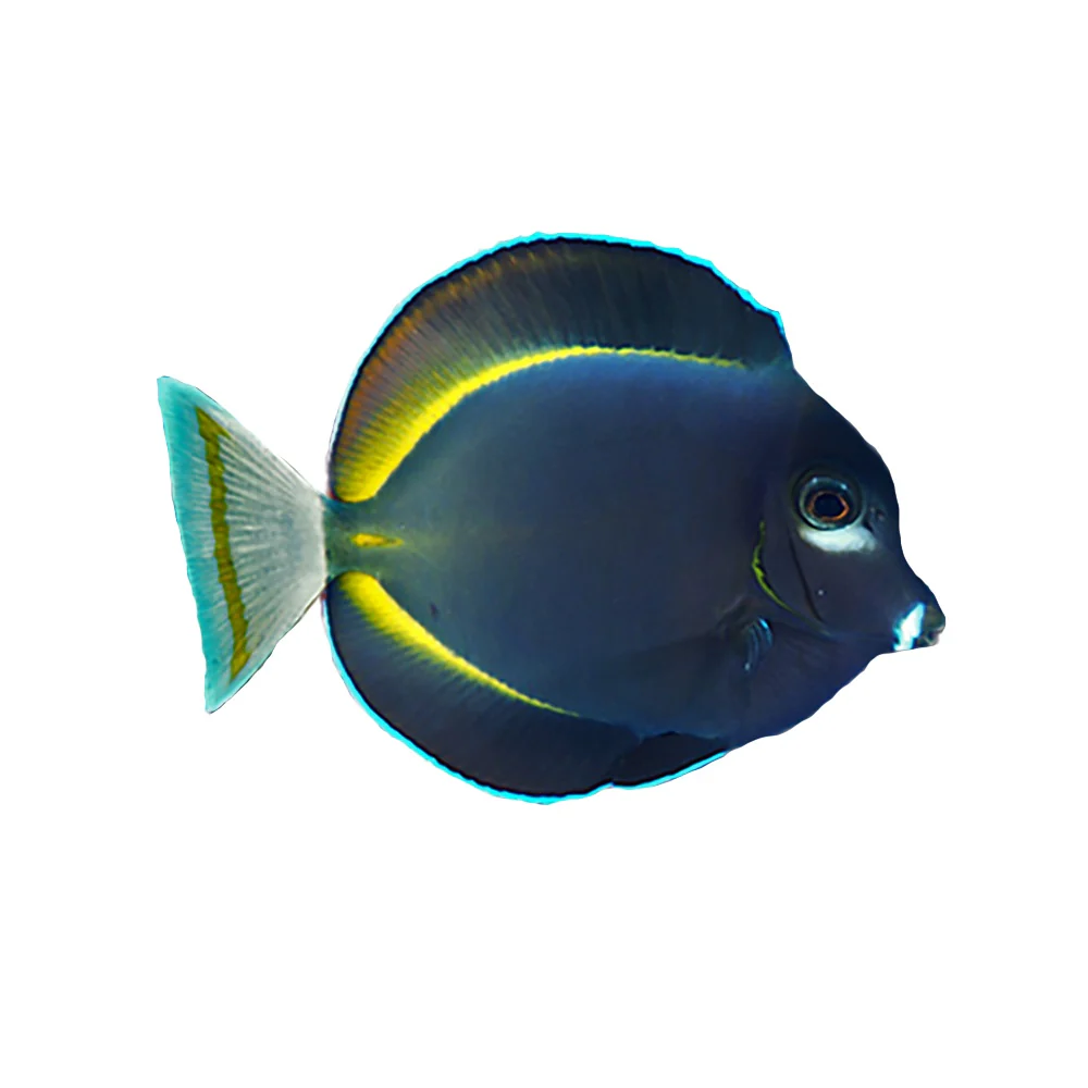 Tang Gold Rimmed (Acanthurus Nigricans) Avaialble 4 June - Bild 2