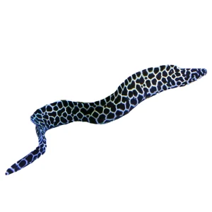 Tessalata Eel (Gymnothorax favagineus)