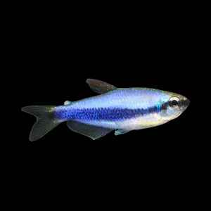 Tetra Blue Emperor Kerri (Inpaichthys Kerri)
