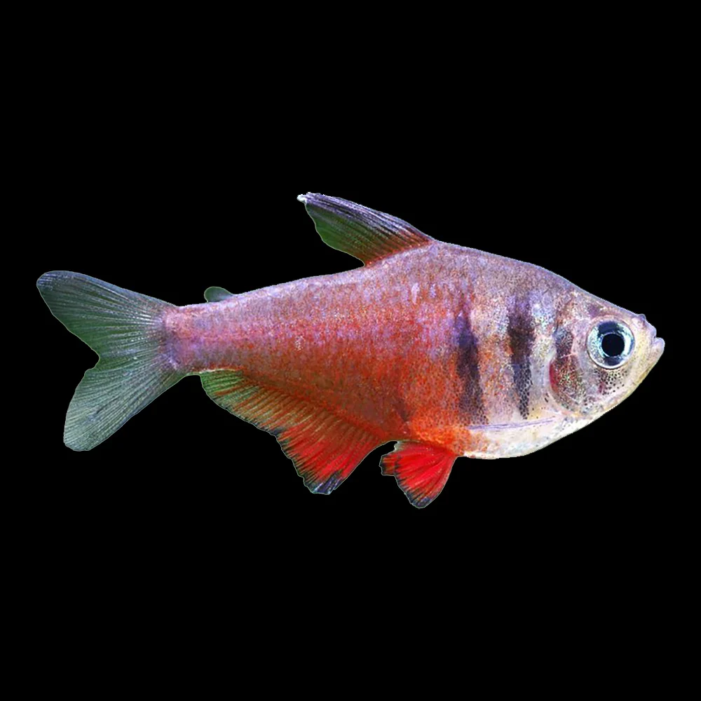 Tetra Flame (Hyphessobrycon Flammeus) - Bild 2