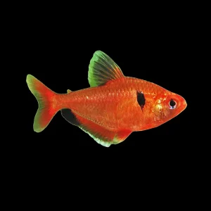 Tetra Serpae (Hyphessobrycon Eques)