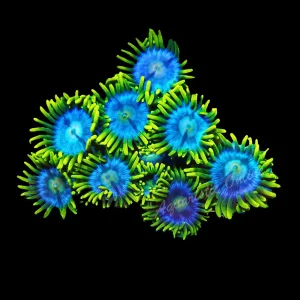 Zoanthid Aussie Blue Eyes