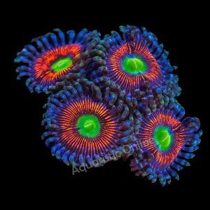 Zoanthid Everlasting Gobstopper