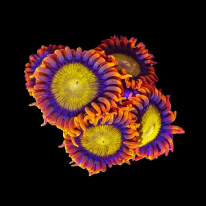 Zoanthid Orange Mandarin